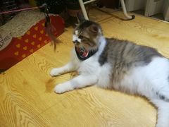 -万小咖.猫咖(中山路天虹店)