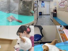 -美联众合爱康动物医院•复杂内科•肿瘤科•牙科•腔镜诊疗中心