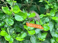 -瓦屋山景区
