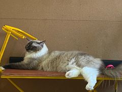 -猫在这儿猫咪咖啡馆·撸猫馆