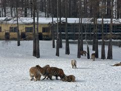 -横道河子东北虎林园
