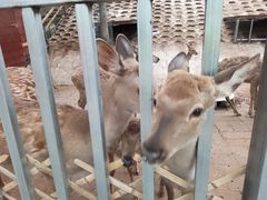 -北京鹿世界主题园