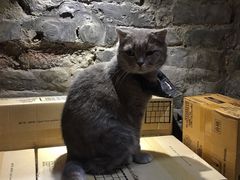 -猫色咖啡·猫咖