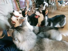 -Husky Go! 哈士奇体验馆·宠物咖啡厅狗咖
