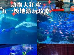 -海合安武汉极地海洋公园