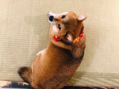 -逗柴咖啡屋·狗咖猫咖宠物桌游