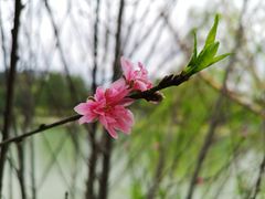 -四海公园(南山区)