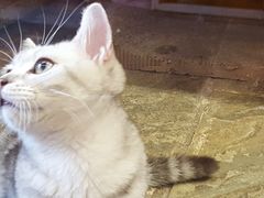 -猫咪博物馆(顶澳仔猫街店)