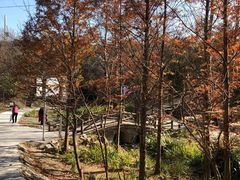 -白水寺森林公园