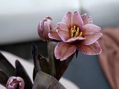 -胡桃里乐队酒馆(鎏嘉码头店)