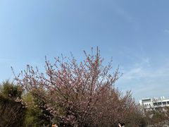 -武汉大学-樱园