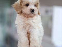 -翊宠yipet猫狗购宠庄园犬舍•猫舍