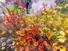 -大自然花鸟鱼虫市场