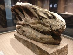 -自贡恐龙博物馆