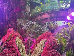 -正佳雨林生态植物园