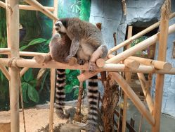 -Zoolung Zoolung动物主题公园(海信广场店)