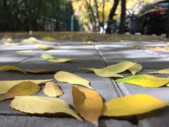 -三里屯东五街银杏大道