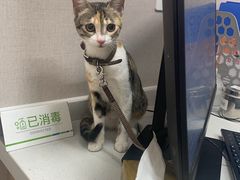 -瑞鹏宠物医院·骨科·猫科·内科(第一中心)