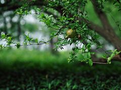 -金鸡湖桃花岛