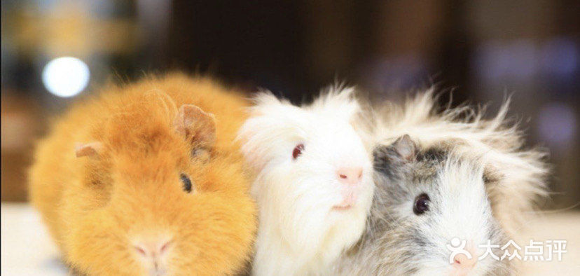 ☀️快来和萌宠们一起过六一吧☀️