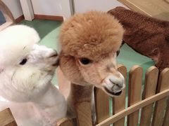 -藦茜花园宠物主题亲子互动体验馆(国顺东路店)