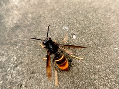 -龙头寺公园