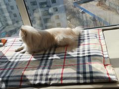 -达爱动物医院·犬猫分区·CT·复杂眼科(远洋山水分院)