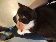 -猫儿山۰猫主题餐厅