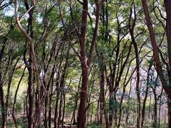 -上海佘山国家森林公园天马山园