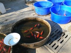 -中环花鸟鱼虫市场