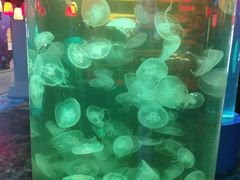 -顺德南宏海立方海洋公园