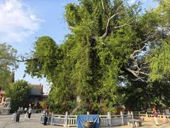 -大槐树寻根祭祖园