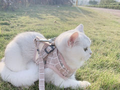 -lincat·猫舍(广州店)