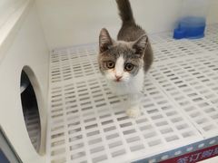 -lincat·猫舍(广州店)