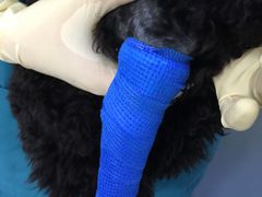 -康成宠物医院24H·CT·核磁共振