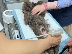 -关爱动物医院·心脏·中兽医·异宠(金牛路分院)