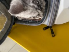 -乐琪宠物医院·犬猫专科·骨外科·急重症