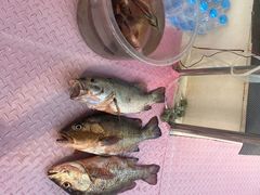 -小猫钓鱼海钓俱乐部(椰梦长廊店)