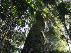 -西双版纳原始森林公园
