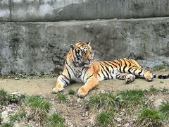 -栾川竹海野生动物园