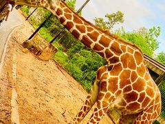 -清迈夜间动物园