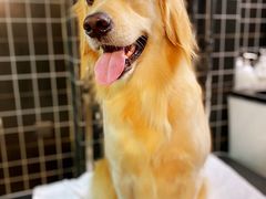 -Goku PET SHOP宠物视觉生活馆(双井店)