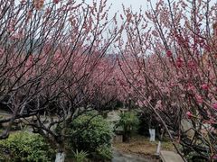 -雨花胜境