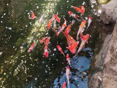 -聚缘堂·海鲜私房菜(松岭路店)