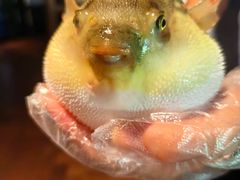 -肆月河豚·淮扬菜·湘菜(华天店)