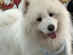 -星多哈·狗咖·拼豆·咖啡