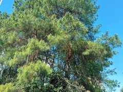 -铁山坪森林公园