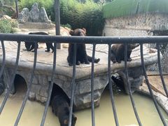-云南野生动物园
