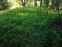 -徐家汇源景区-衡山公园