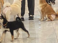 -柴犬小屋·柴餐厅·狗咖食堂(金鼎广场店)